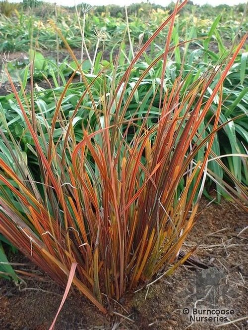 LIBERTIA 'Taupo Sunset'  